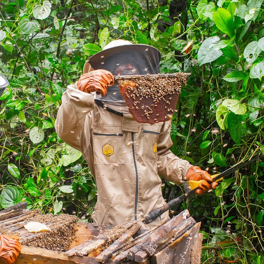 Beekeeper showing a honeycomb frame near coffee plants.